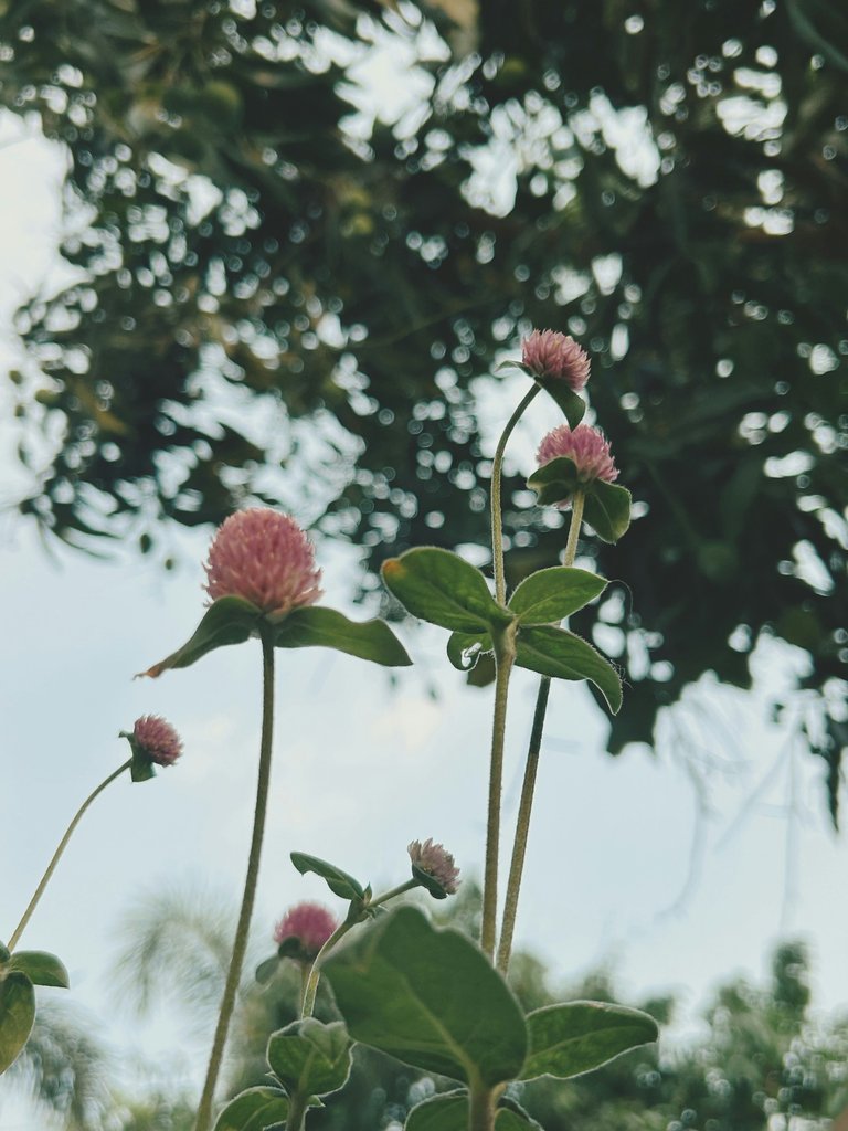 천일홍