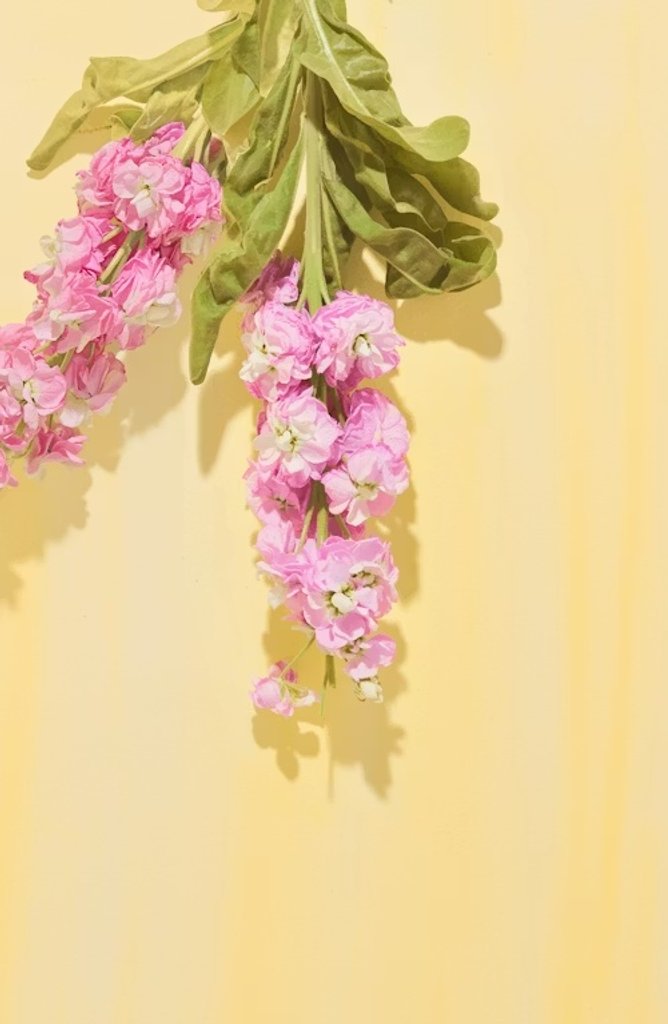 스토크